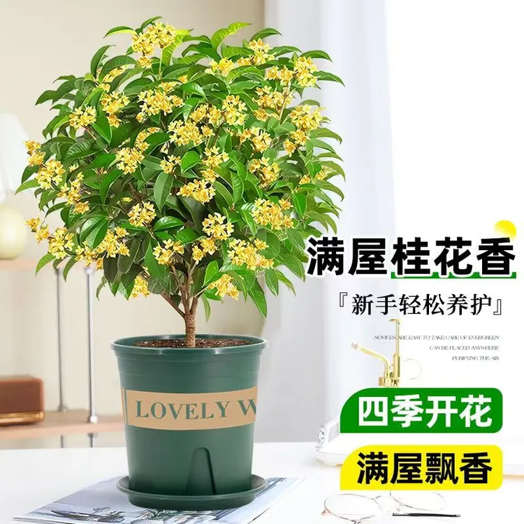【顺丰包邮】带花苞四季桂花盆栽树月月桂阳台室内易活庭院盆栽花卉