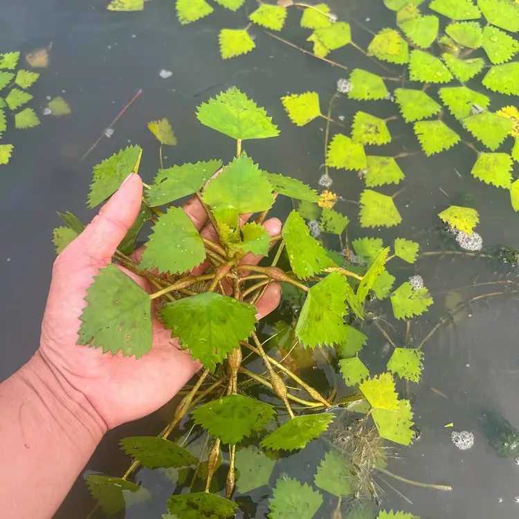 青菱角种苗池塘水生植物菱角苗种植老菱角种苗四季蔬菜青菱角苗