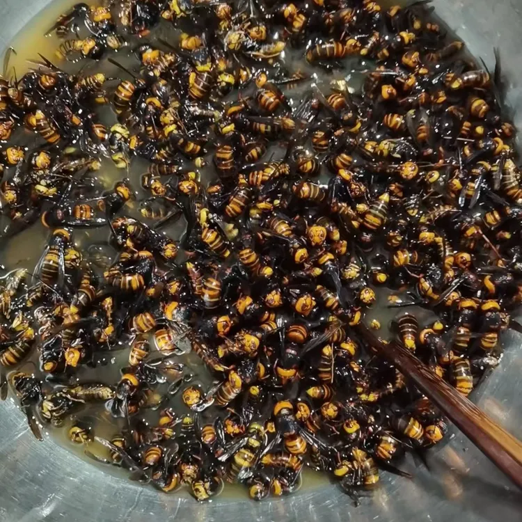 每天现抓现装金环虎头蜂诱蜂水原材料