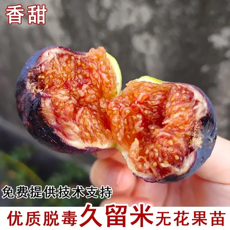 久留米无花果树苗糖心红肉紫果无花果苗庭院盆栽地栽当年结果