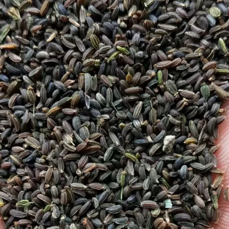 红皮独条木质北柴胡种籽