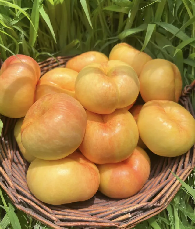 【自产自销】新疆石河子143团黄金油蟠桃 坏果包赔 顺丰京东空运包