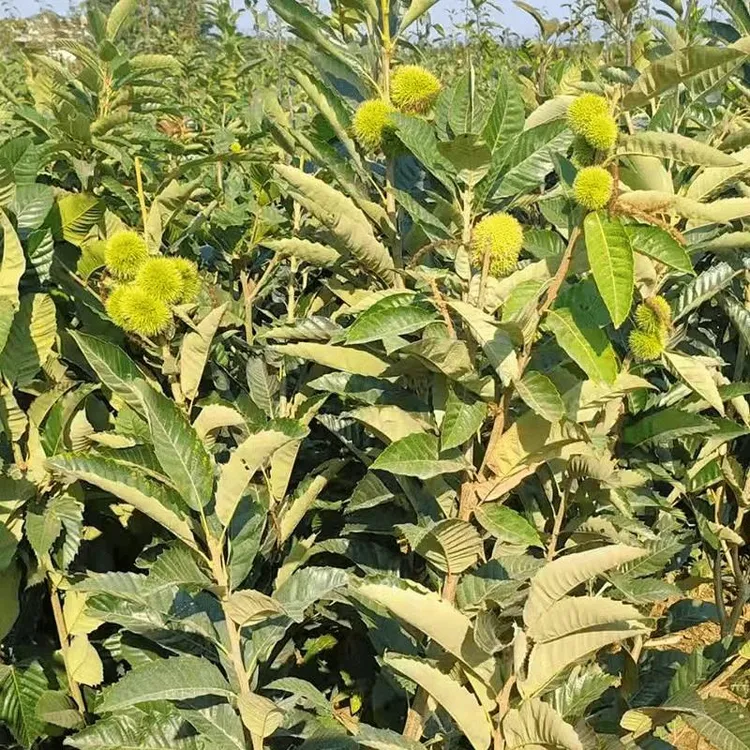 嫁接板栗树苗大红袍种苗南方北方种植盆栽地栽当年结果树苗板栗苗