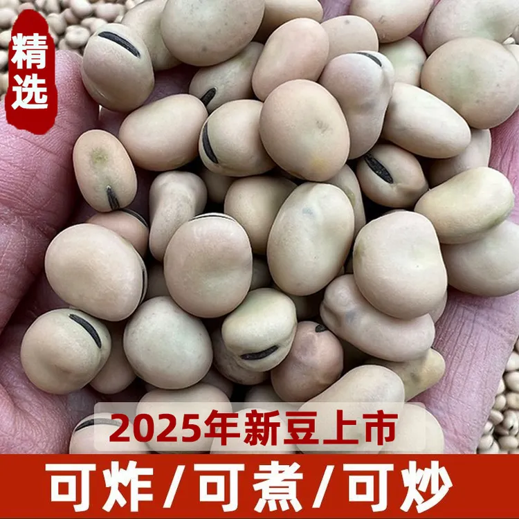 羊眼豆小蚕豆批发新豆2025年干蚕豆生新货小颗粒蚕豆种子胡豆发芽