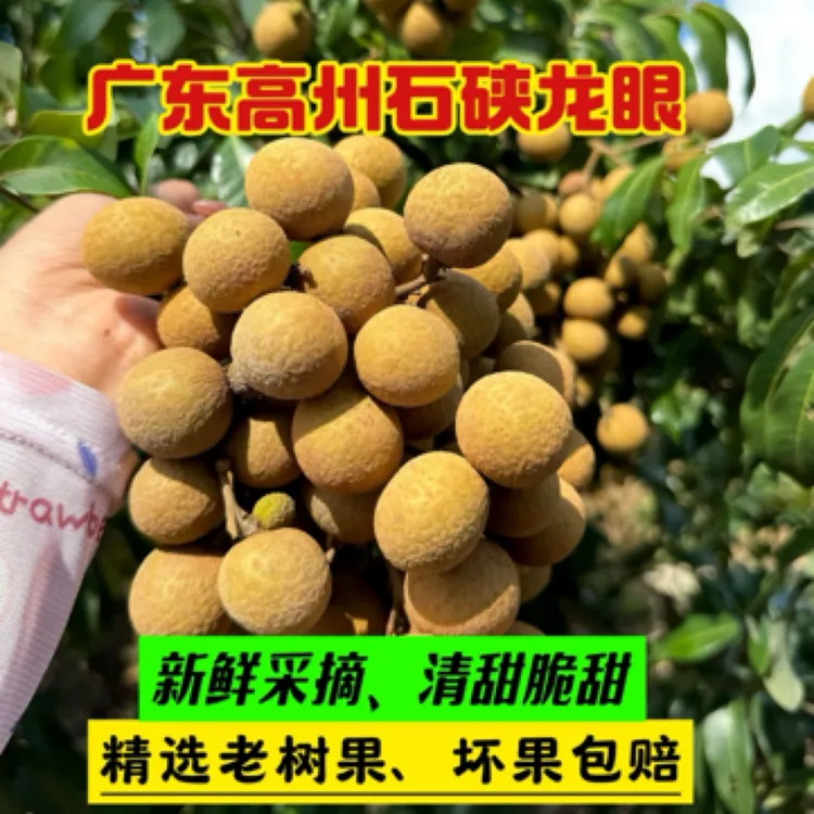 广东高州现摘现发清甜纯甜石硖龙眼5斤10斤装包邮
