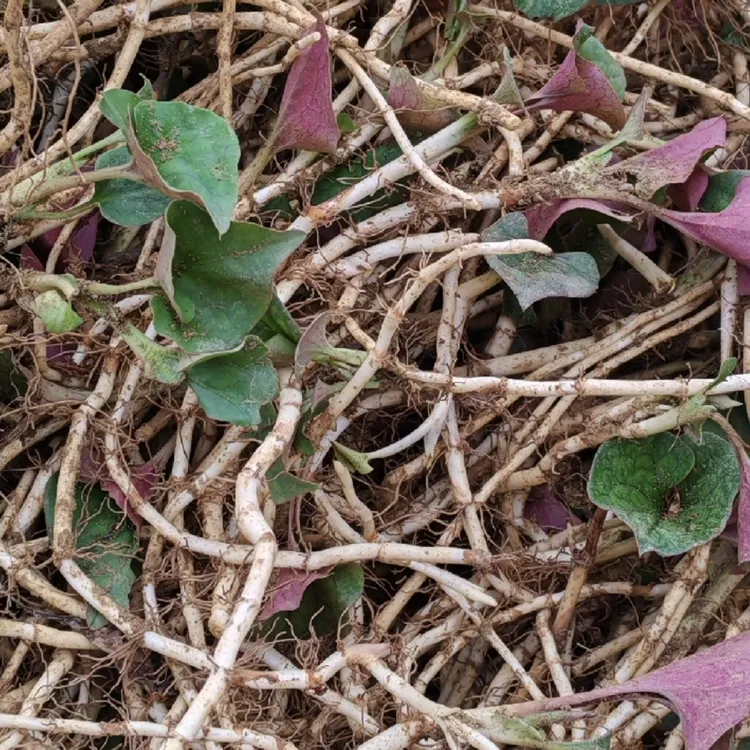 【波仔山货】贵州农家新鲜现挖鱼腥草择耳根带少量叶子发货