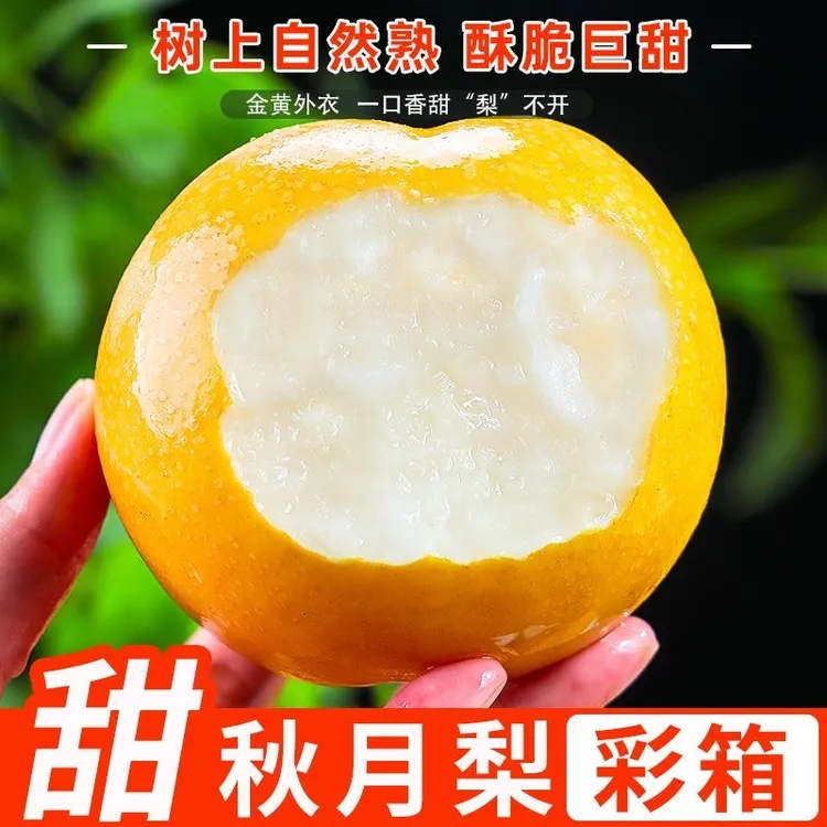 【中秋礼盒】山东梨秋月梨脆甜多汁5斤新鲜应季水果现摘现发冰糖梨