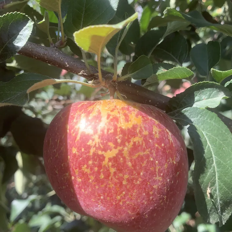 云南昭通正宗丑苹果现摘新鲜水果冰糖心脆甜多汁