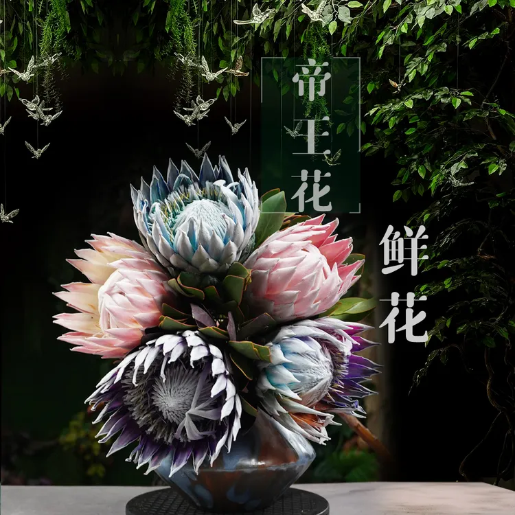 南非进口帝王花鲜花云南发货冰雪皇后公主花家用水养插花可做干花