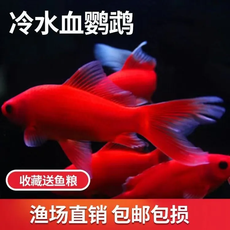 冷水观赏鱼血红冷水鹦鹉鱼好养好活黑眼葡萄眼淡水鱼耐寒长短尾