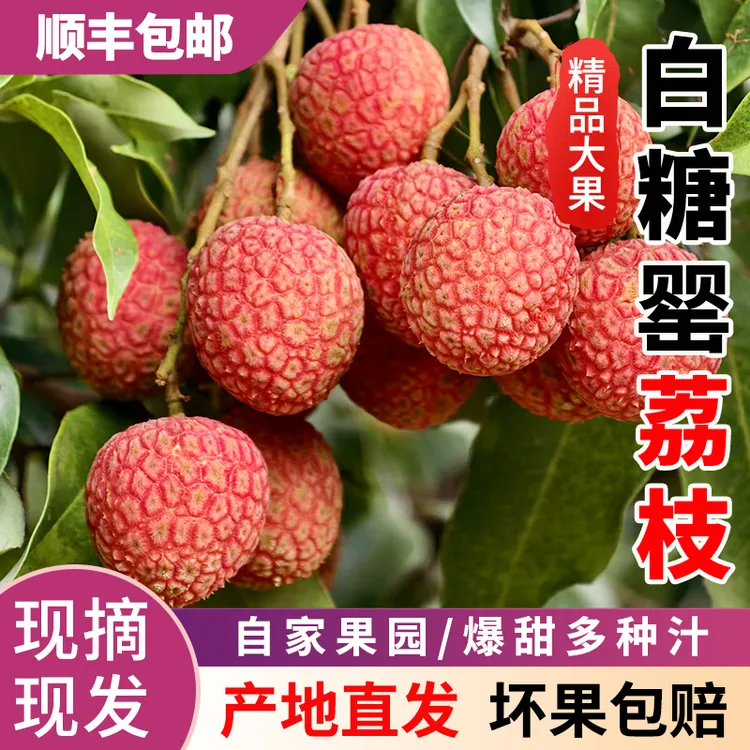 广东省内高州新鲜荔枝水果白糖罂10斤箱精选大果现摘现发顺丰包邮