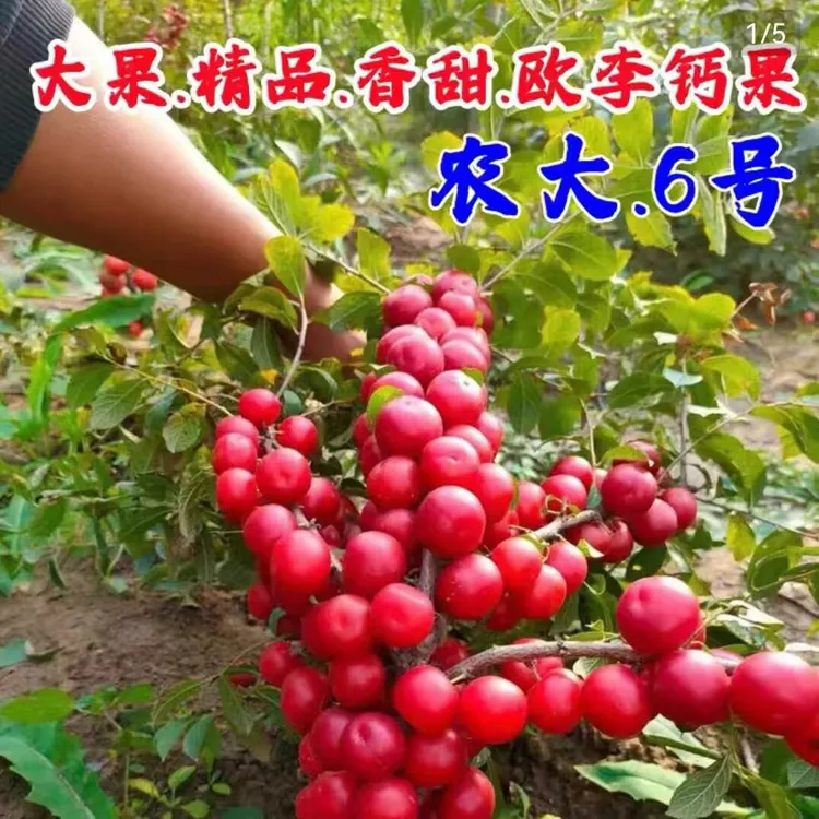 欧李钙果树苗香甜多汁南北方种植盆栽地栽商品图