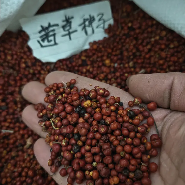 高产量优质培育茜草种子