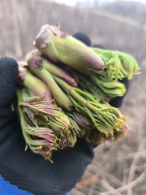 东北野生新鲜头茬刺嫩芽鲜嫩山野菜