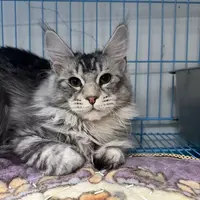 来了姊妹-银虎斑缅因猫-弟弟-73