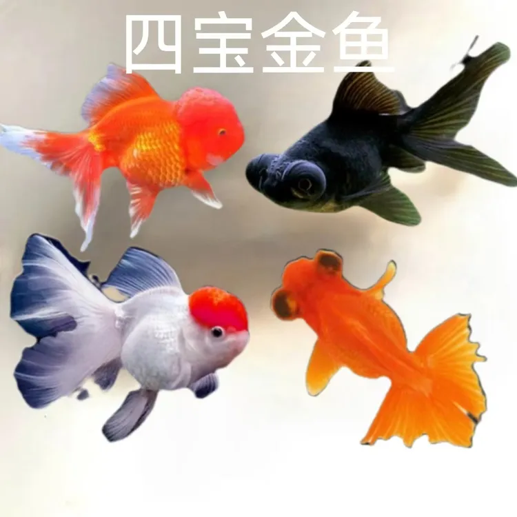 招财四宝金鱼鹤顶红狮头小型淡水鱼好养易活饲养宠物鱼活体养鱼