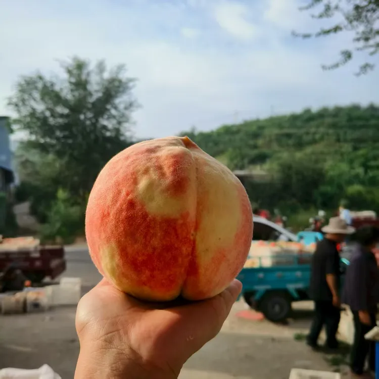 山东蒙阴彭仙脆桃净重4.5斤脆甜多汁桃香四溢顺丰/京东包邮