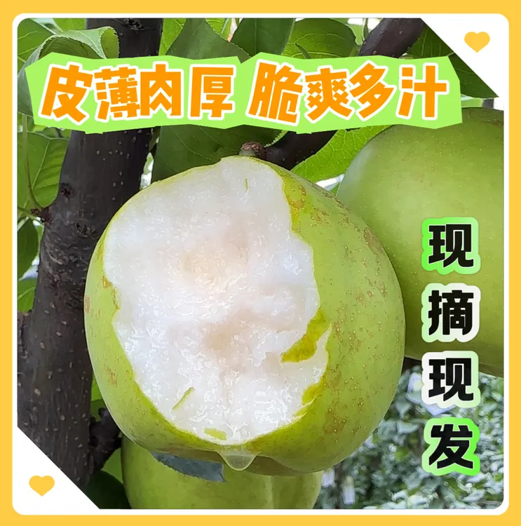 （中果）高山梨甘甜多汁细腻化渣新鲜果青梨翠冠梨现摘现发包邮