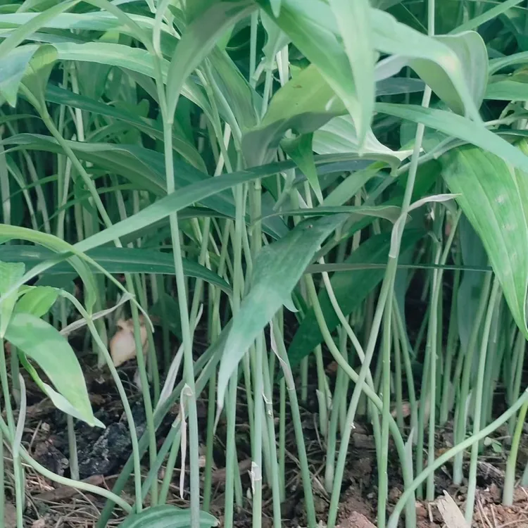 正宗红花滇黄精高产现挖现发带叶子发货 新鲜甜黄精品种植苗