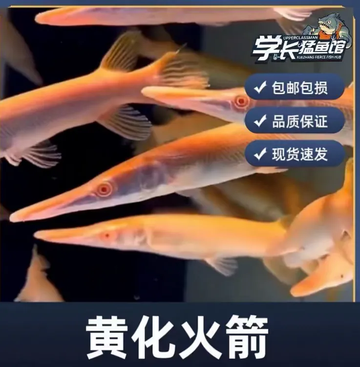 红眼黄化火箭猛鱼好养耐活无需打氧淡水鱼热带鱼观赏鱼
