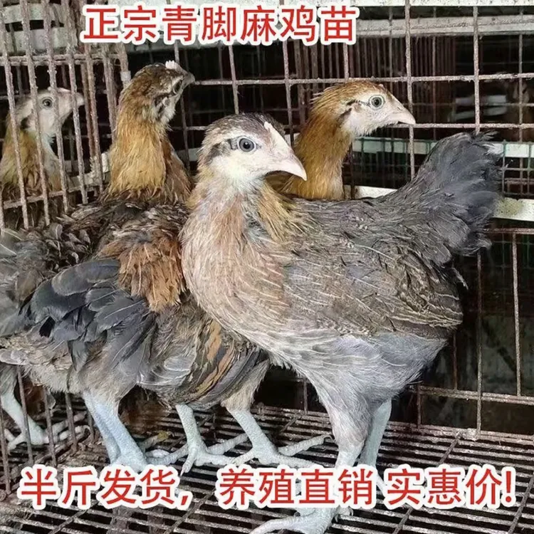 半斤青脚鸡麻鸡快大鸡可做宠物鸡小土鸡大种肉鸡活体半斤绿壳蛋鸡