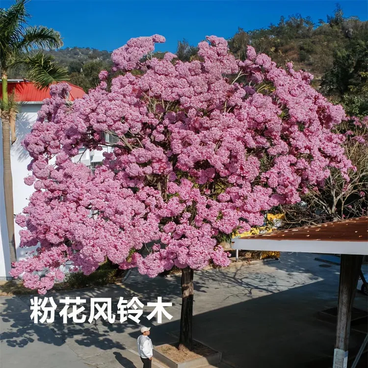 进口多花绣球粉花紫花风铃木树苗别墅庭院绿化花树耐寒风景树盆栽