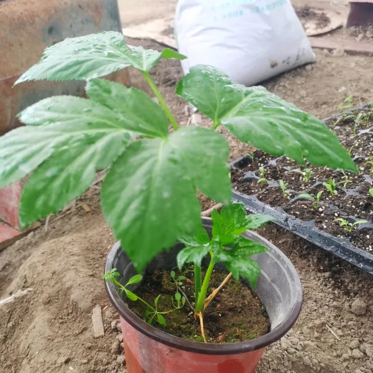 明日叶长寿菜盆栽连盆带土 阳台地栽庭院种植四季可种