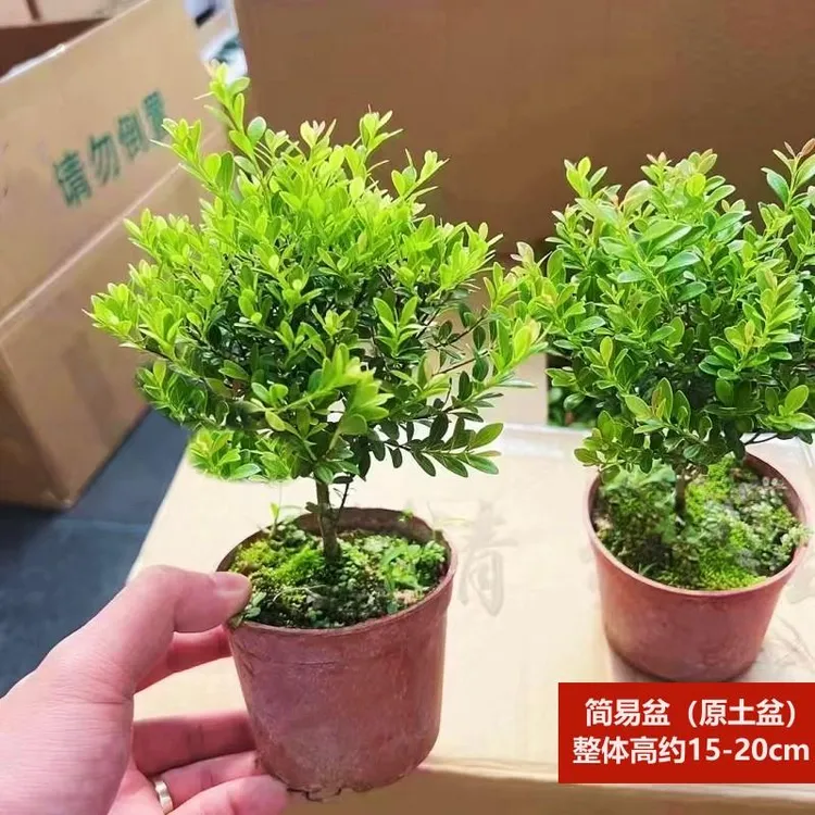 小叶赤楠老桩盆景花卉植物室内微景观水培办公室盆栽好养四季常青