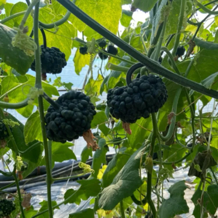 疙瘩葫芦种子10粒