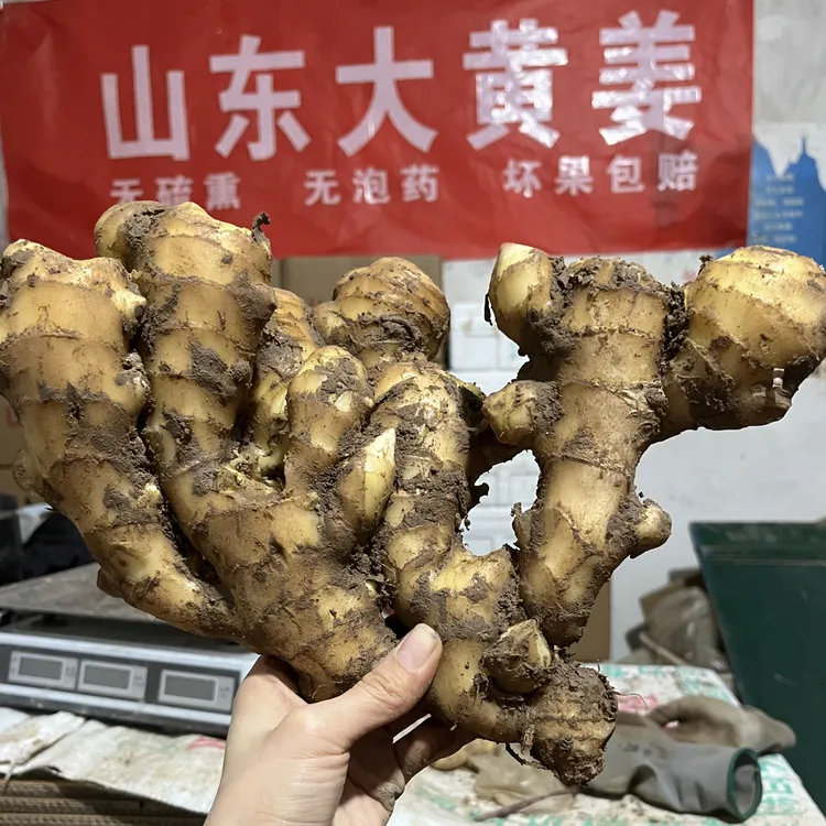 精品2025山东大姜鲜嫩多汁窖存生吃醋泡炒菜月子姜好储存出口品质