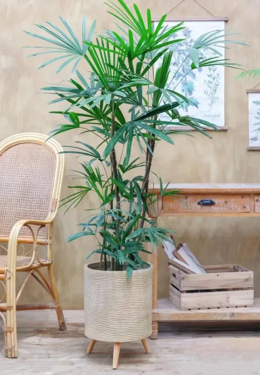 【送货上门】【150-170】金山棕竹水培植物室内盆栽绿植净化空气客厅