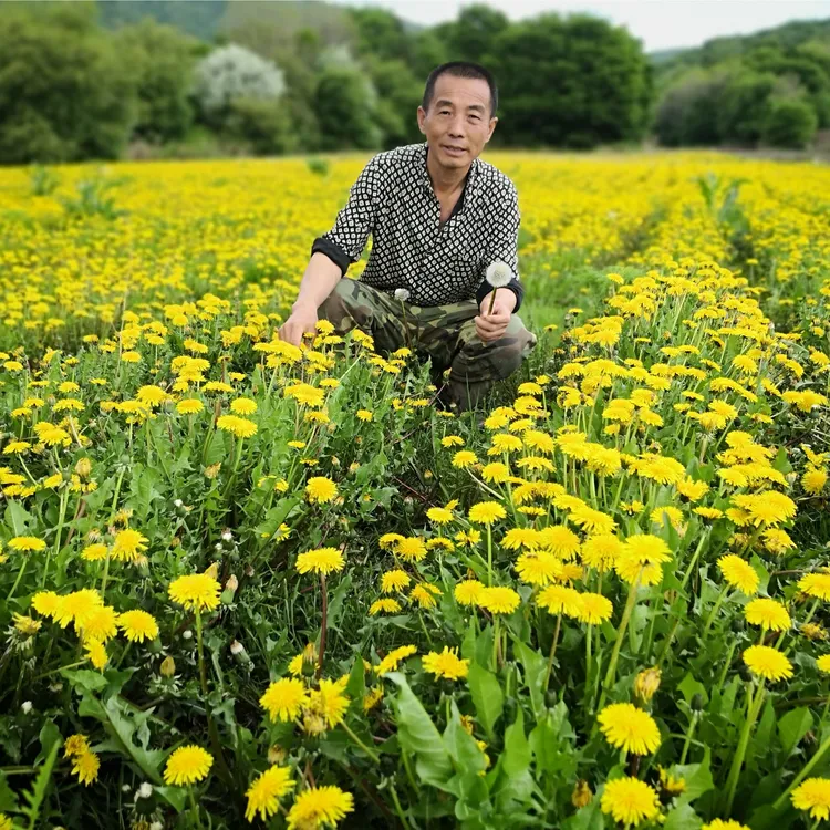 蒲公英根黑龙江蒲公英大根干货婆婆丁根煮水泡茶无染色不熏硫