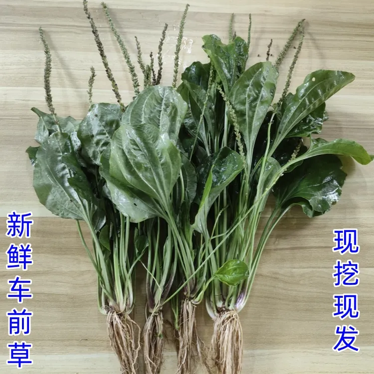 广东阳春现挖新鲜车前草带根整棵野外车轱辘菜泡茶煮水煲汤