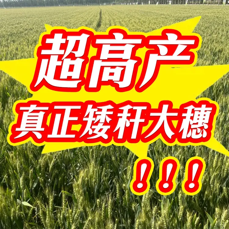 蓝钻版25【第一批】高纯度可留种真正矮秆大穗超高产无枯白穗免化控