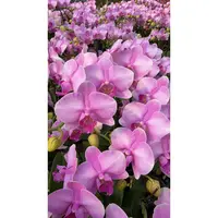 【月亮公主】蝴蝶兰紫色中花带花带花苞室内绿植花卉耐开耐养