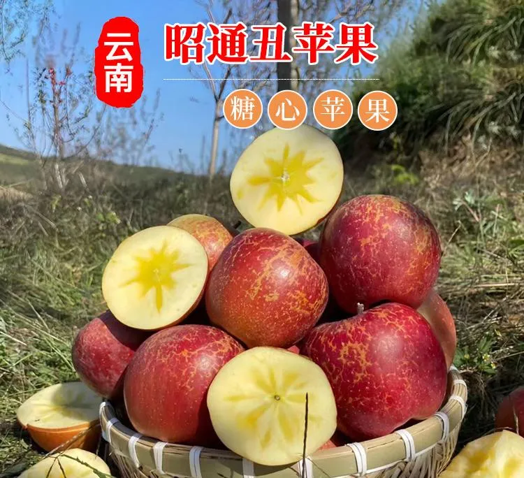 正宗昭通苹果新鲜现摘脆甜多汁5斤10斤包邮