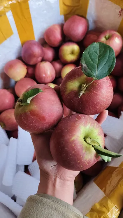 正宗云南昭通丑苹果新鲜现摘脆甜多汁冰糖心水果