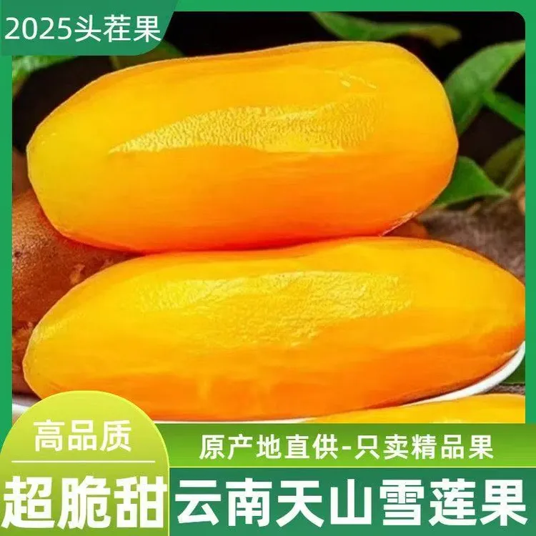 天山雪莲果新鲜现挖清甜多汁应季水果吐钞机生日礼物