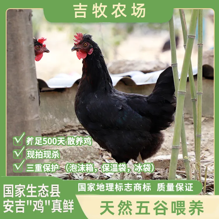 『宓稻赞』安吉竹林鸡老母鸡黑羽鸡500天散养现杀冰鲜发货一只1.1kg