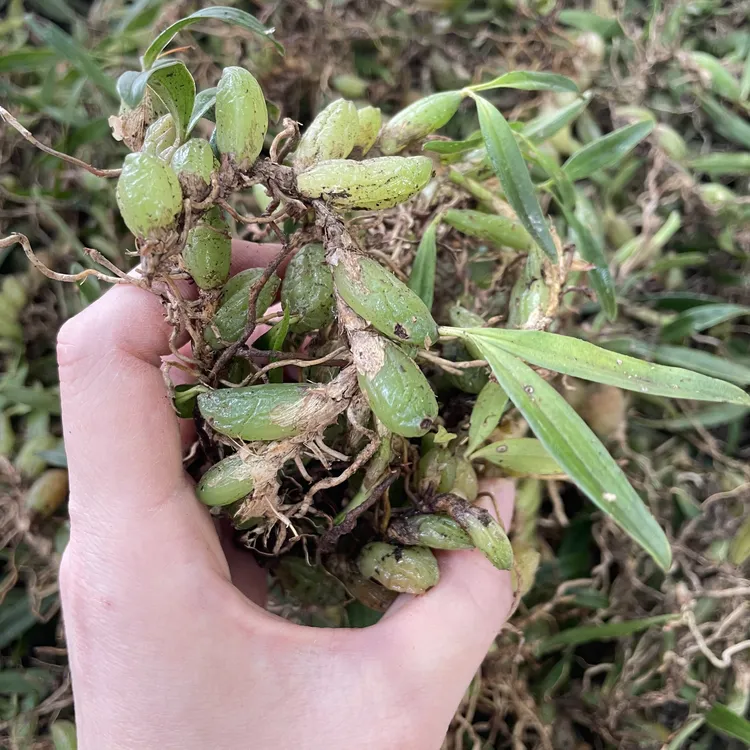 ［新鲜双叶石橄榄］煲汤煮水非常清甘