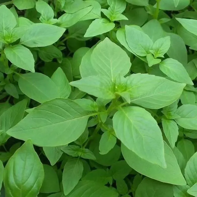 河南特产新鲜荆芥菜包邮大叶现拔带根荆菜新鲜蔬菜调味菜