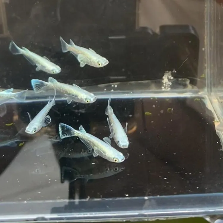 观背青鳉长鳍天使小型冷水观赏鱼桌面活体宠物鱼