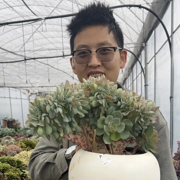 霞光缀化 白凤杂缀化 多肉植物缀化