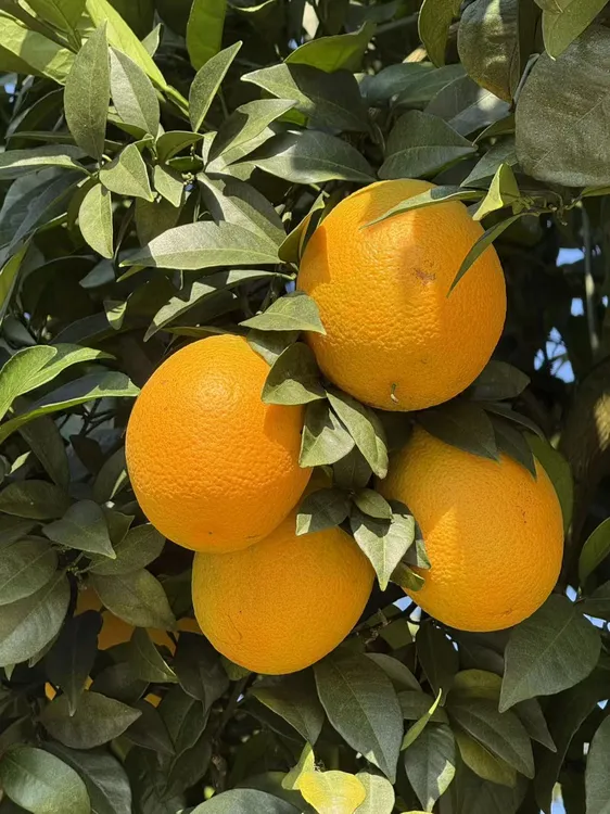 脐橙 贵州罗甸纽荷尔脐橙 原生态种植 无甜蜜素 维C之王 产地直发