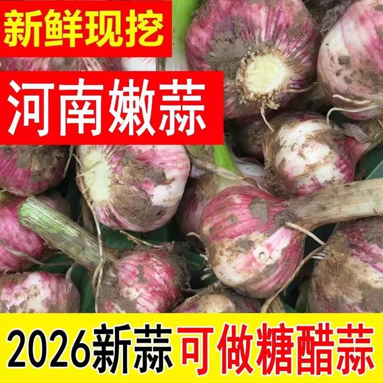 头茬鲜蒜正宗2026紫皮农家多瓣新鲜大蒜红皮湿蒜特大批发糖醋商品图