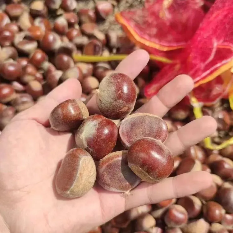 高山新鲜板栗清甜脆