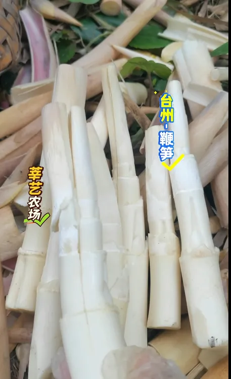 台州-【鞭笋】 现挖现发 鲜嫩清香 顺丰包邮