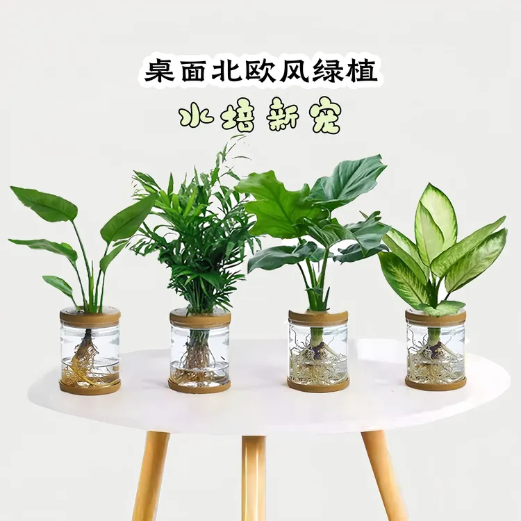 【买三送一】水培植物天堂鸟 春羽 富贵椰子  玛丽安 20~30网红植物