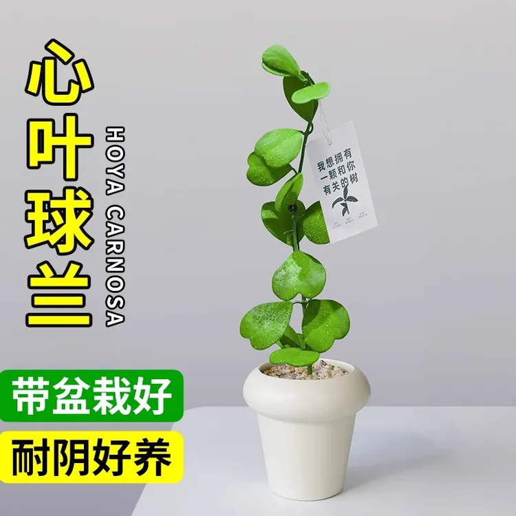 心叶球兰盆栽多叶多肉植物高颜值网红办公室桌面内花卉四季常青花
