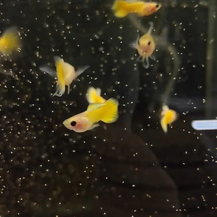 越南原线进口玻璃猫大C一对